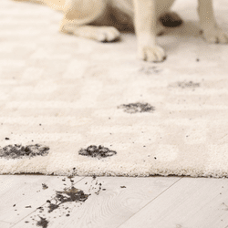 bellevue dog stains on carpets