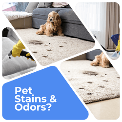 la vista urine removal from carpets