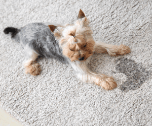 pet accident stain removal la vista